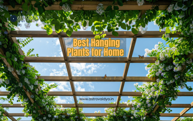5 Best Hanging Plants to Have in the Home