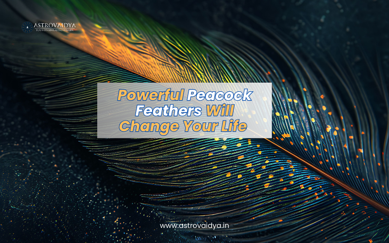 Powerful Peacock Feathers Will Change Your Life